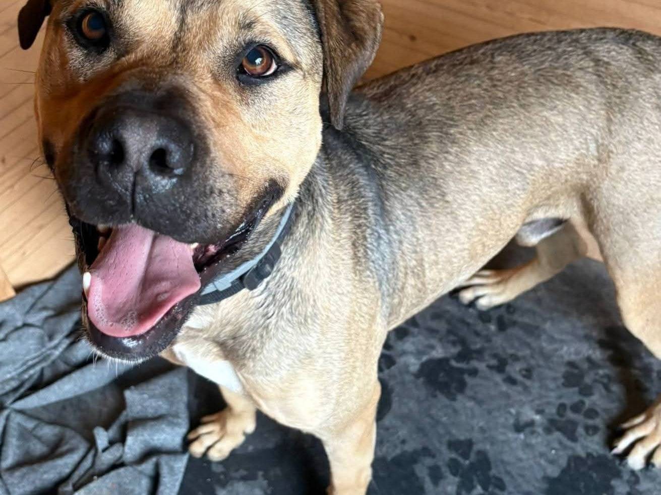 Adotta un cane, maschio, 3 anni e 1 mese, Bari