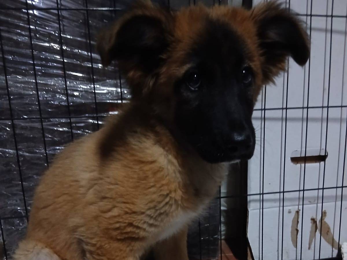 Adozione cane, maschio, Pastore Belga Malinois Razza sconosciuta, 3 mesi, taglia media, Caserta