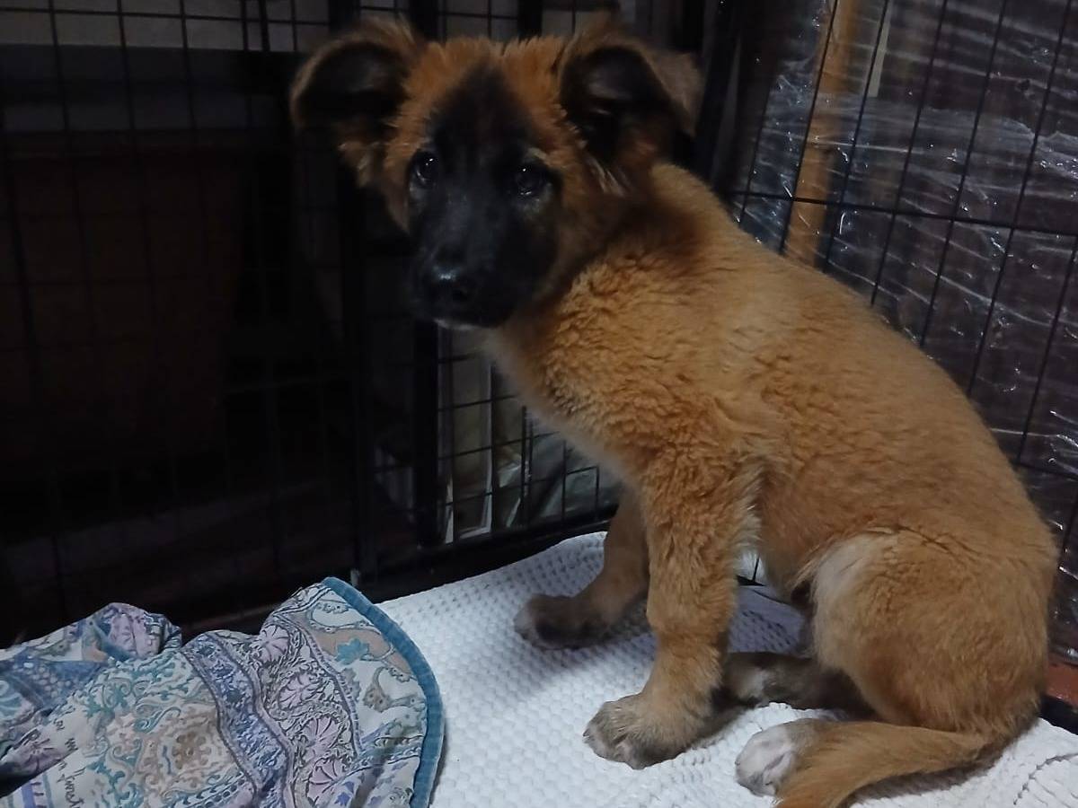 Adotta un cane, maschio, 3 mesi, Caserta