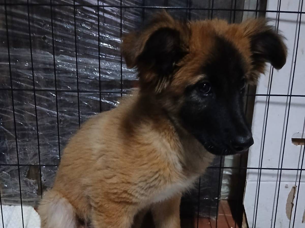 Adotta un cane, taglia media, maschio, Caserta