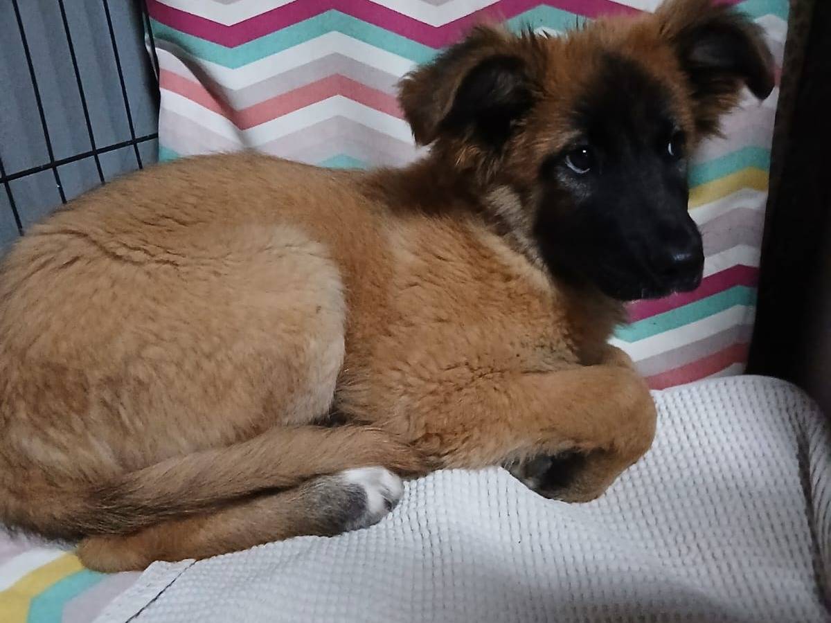 Vuoi adottare un cane a Caserta?