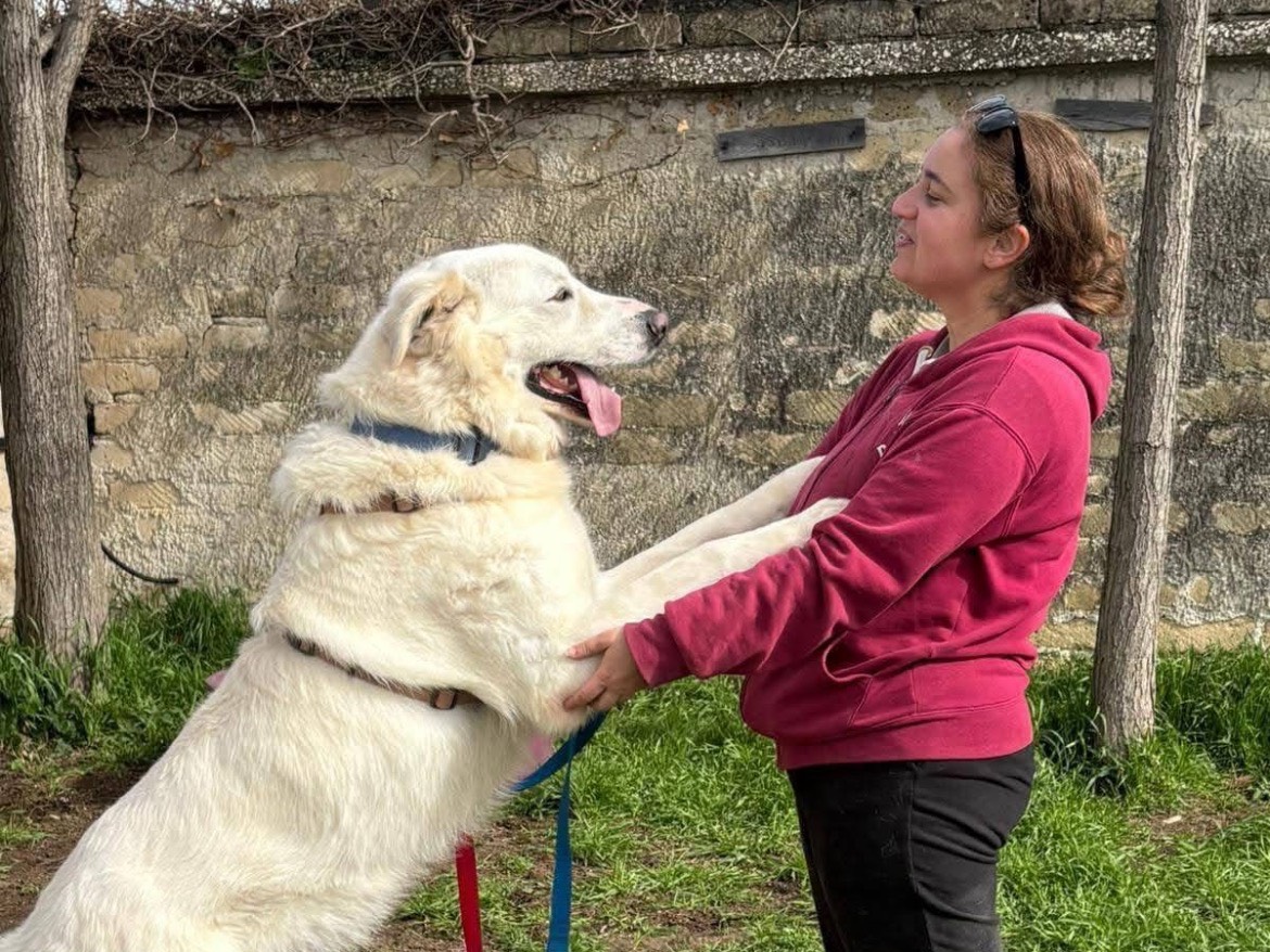 Adotta un cane, maschio, 2 anni e 8 mesi, Caserta