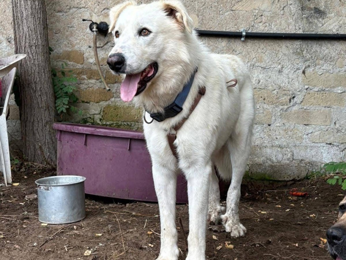 Adozione cane, maschio, Pastore maremmano Razza sconosciuta, 2 anni e 8 mesi, taglia grande, Caserta