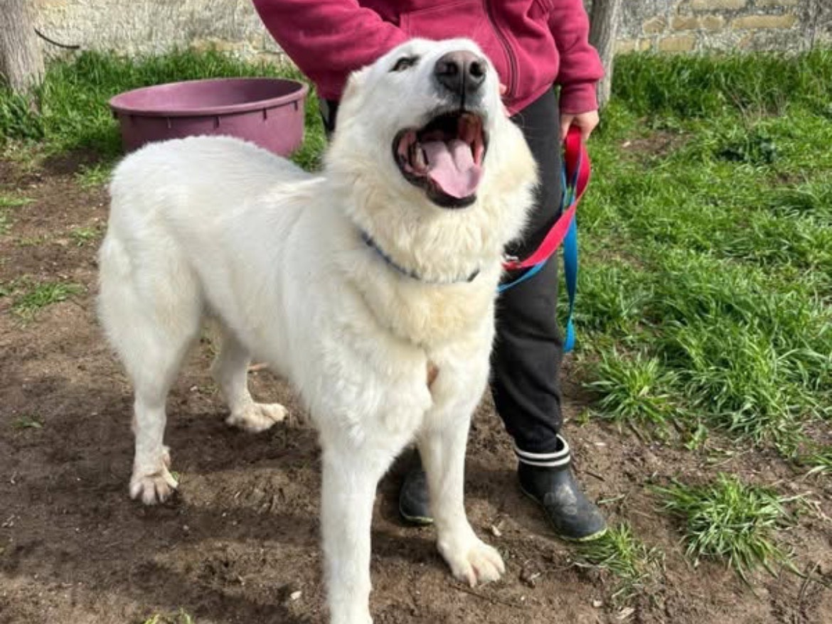 Vuoi adottare un cane a Caserta?