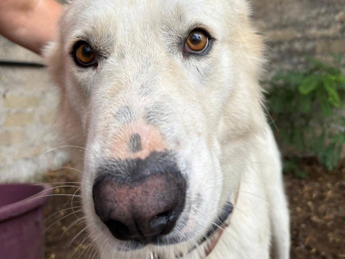 Adotta il cane KING a Caserta
