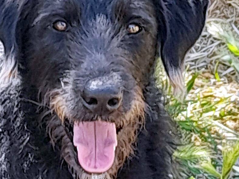 Adozione cane, maschio, Razza sconosciuta Razza sconosciuta, 9 mesi, taglia media, Bologna