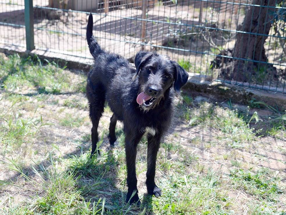 Adotta un cane, maschio, 9 mesi, Bologna