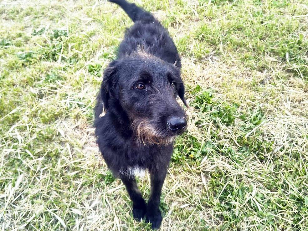 Adotta un cane, taglia media, maschio, Bologna