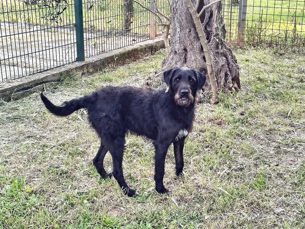 Vuoi adottare un cane a Bologna?