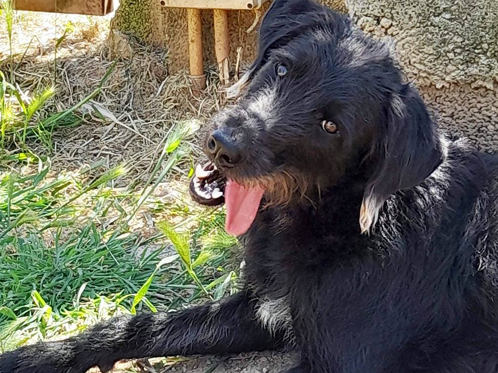 Adotta il cane Jerry a Bologna