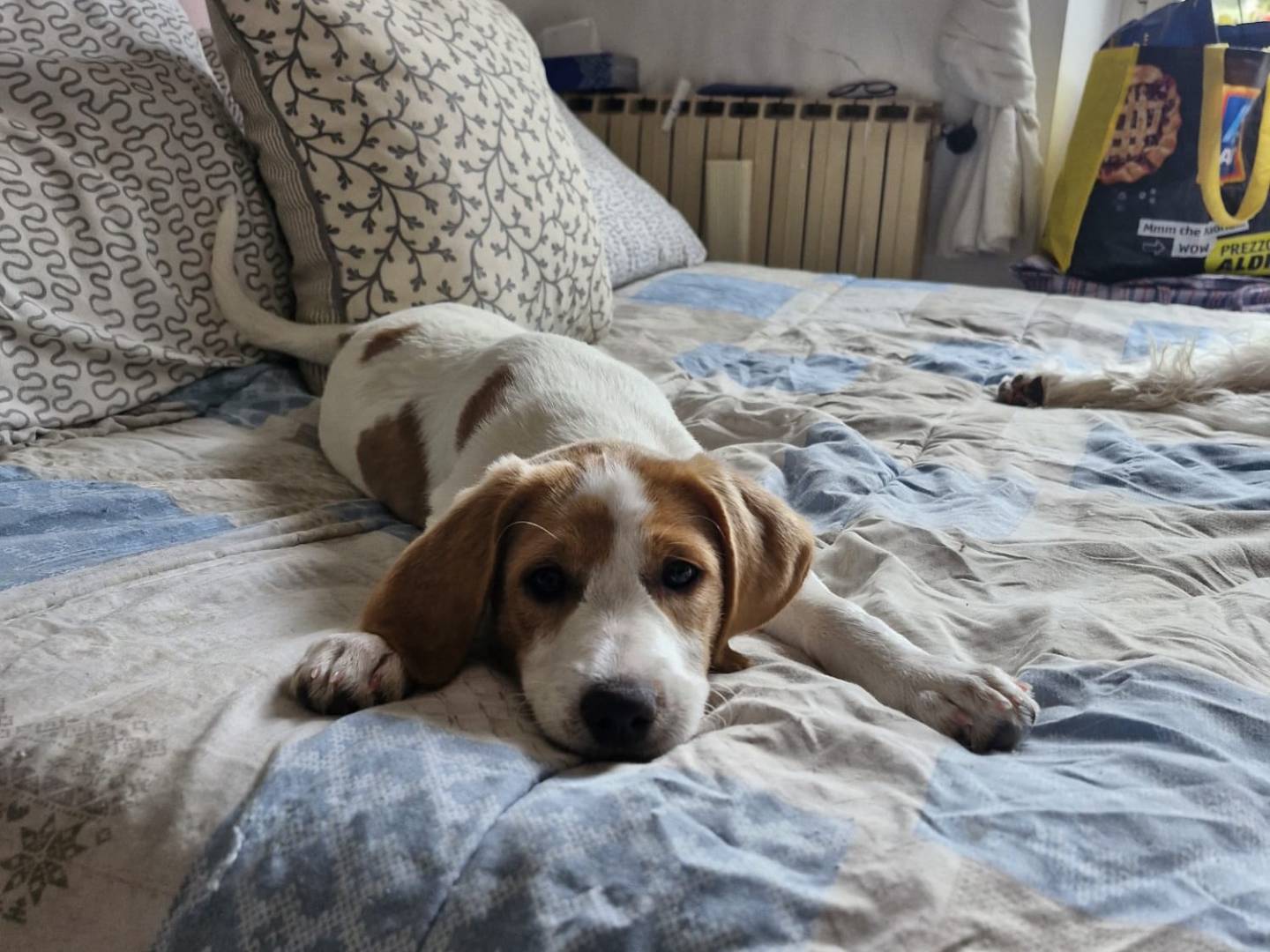 Vuoi adottare un cane a Latina?