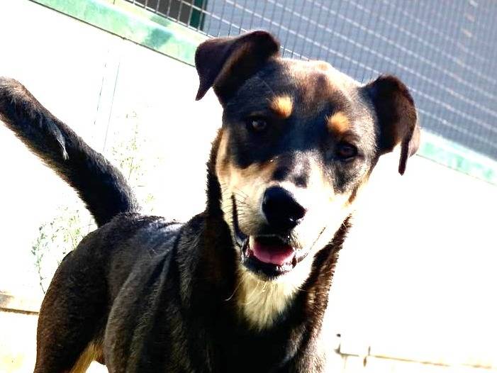 Adozione cane, maschio, Razza sconosciuta Razza sconosciuta, 3 anni e 1 mese, taglia media, Como