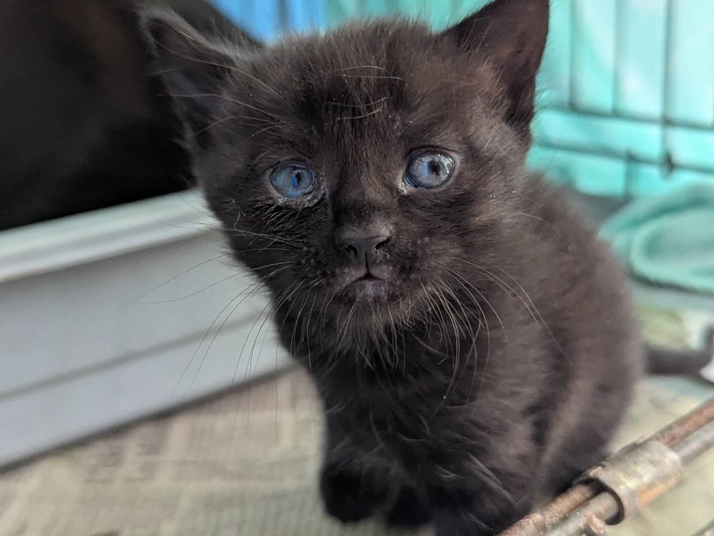 Adotta un gatto, femmina, 1 mesi, Teramo