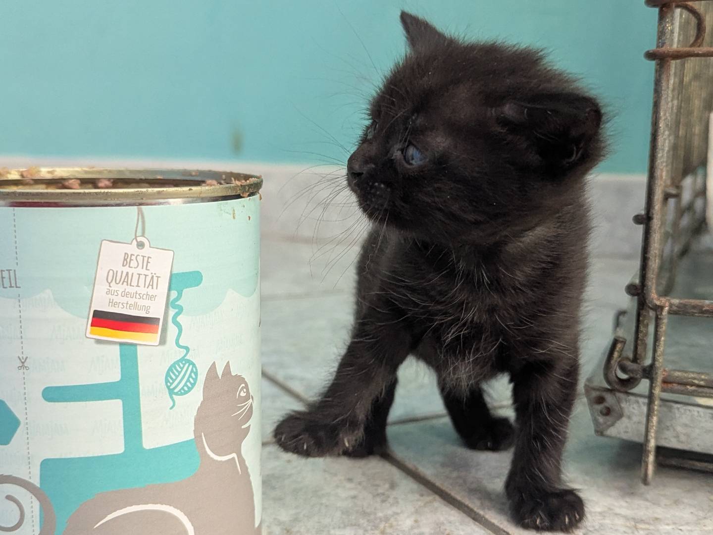 Adotta un gatto, taglia non valida, femmina, Teramo