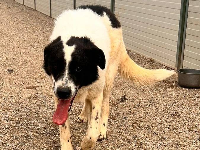 Adozione cane, maschio, Razza sconosciuta Razza sconosciuta, 3 anni e 1 mese, taglia grande, Como