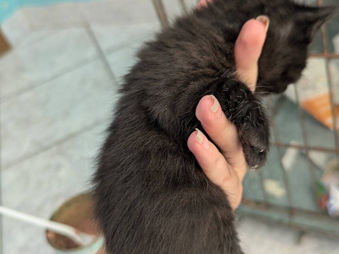Vuoi adottare un gatto a Teramo?