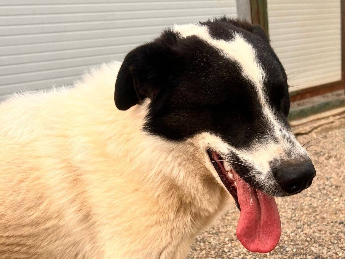 Adotta un cane, maschio, 3 anni e 1 mese, Como