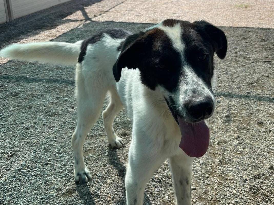 Adotta il cane Garofano a Como