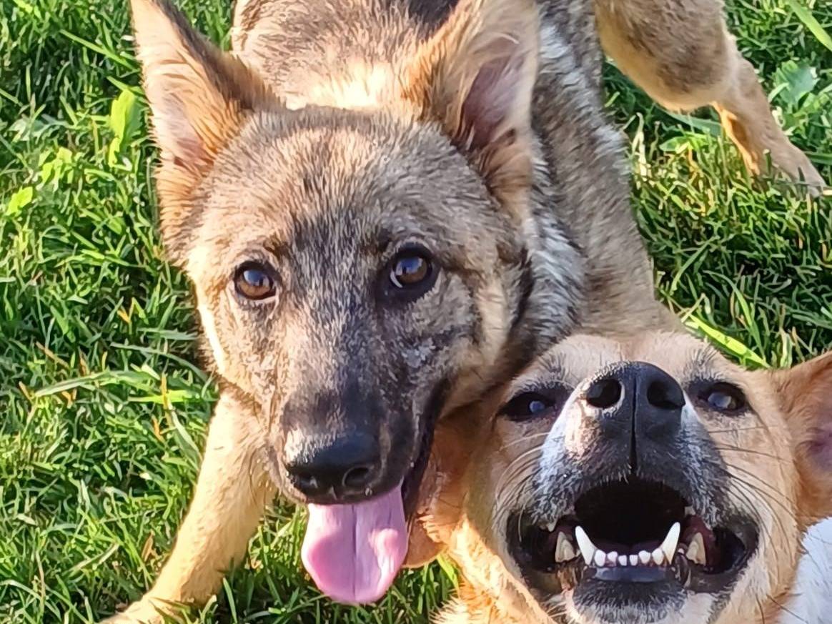 Adozione cane, maschio, Razza sconosciuta Razza sconosciuta, 3 anni e 7 mesi, taglia media, Mantova