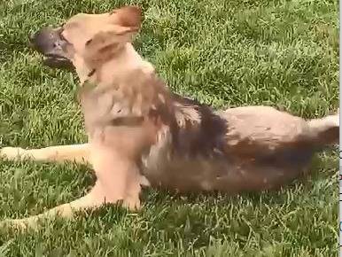 Adotta un cane, taglia media, maschio, Mantova