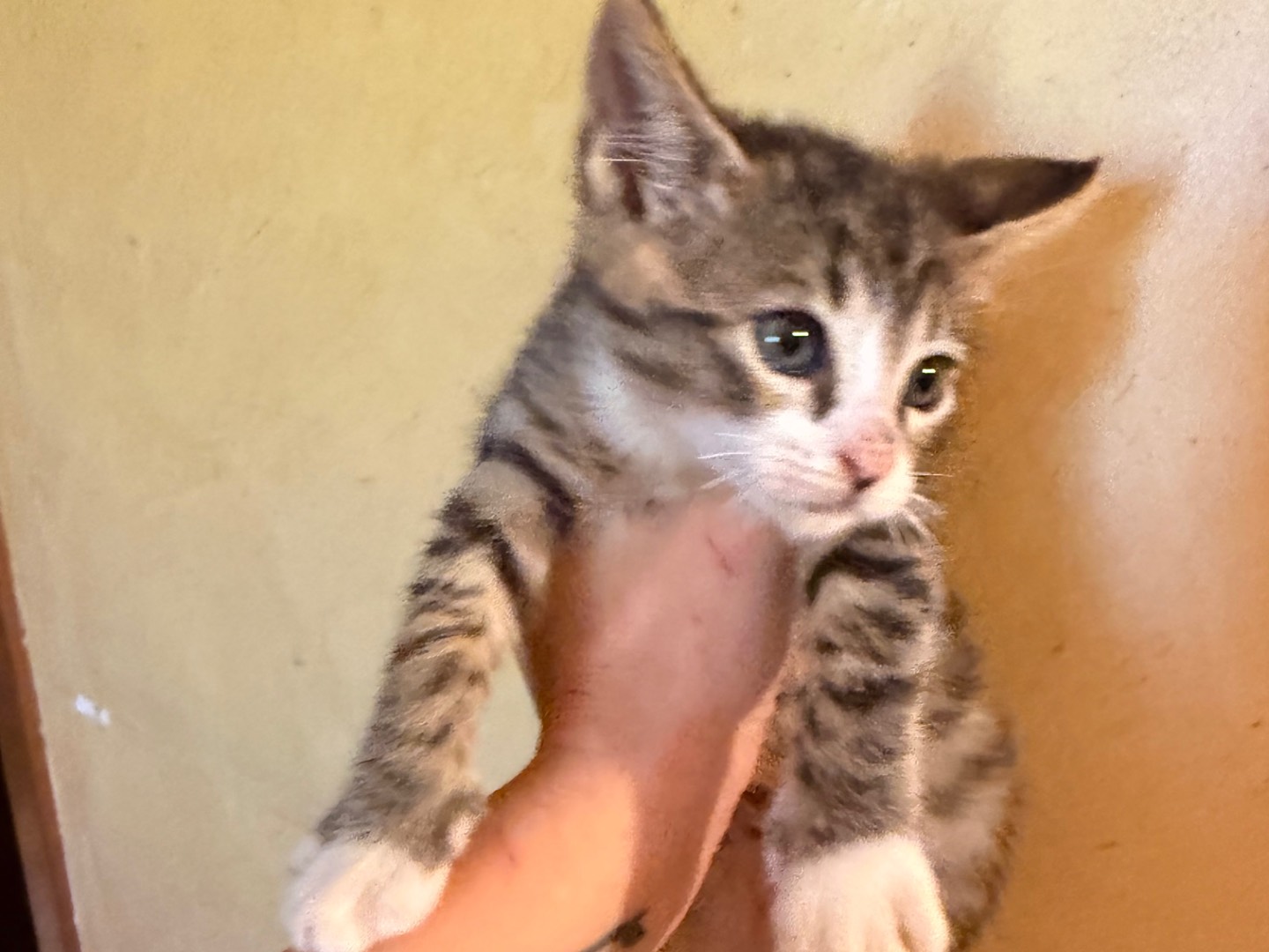 Adotta un gatto, femmina, 2 mesi, Taranto