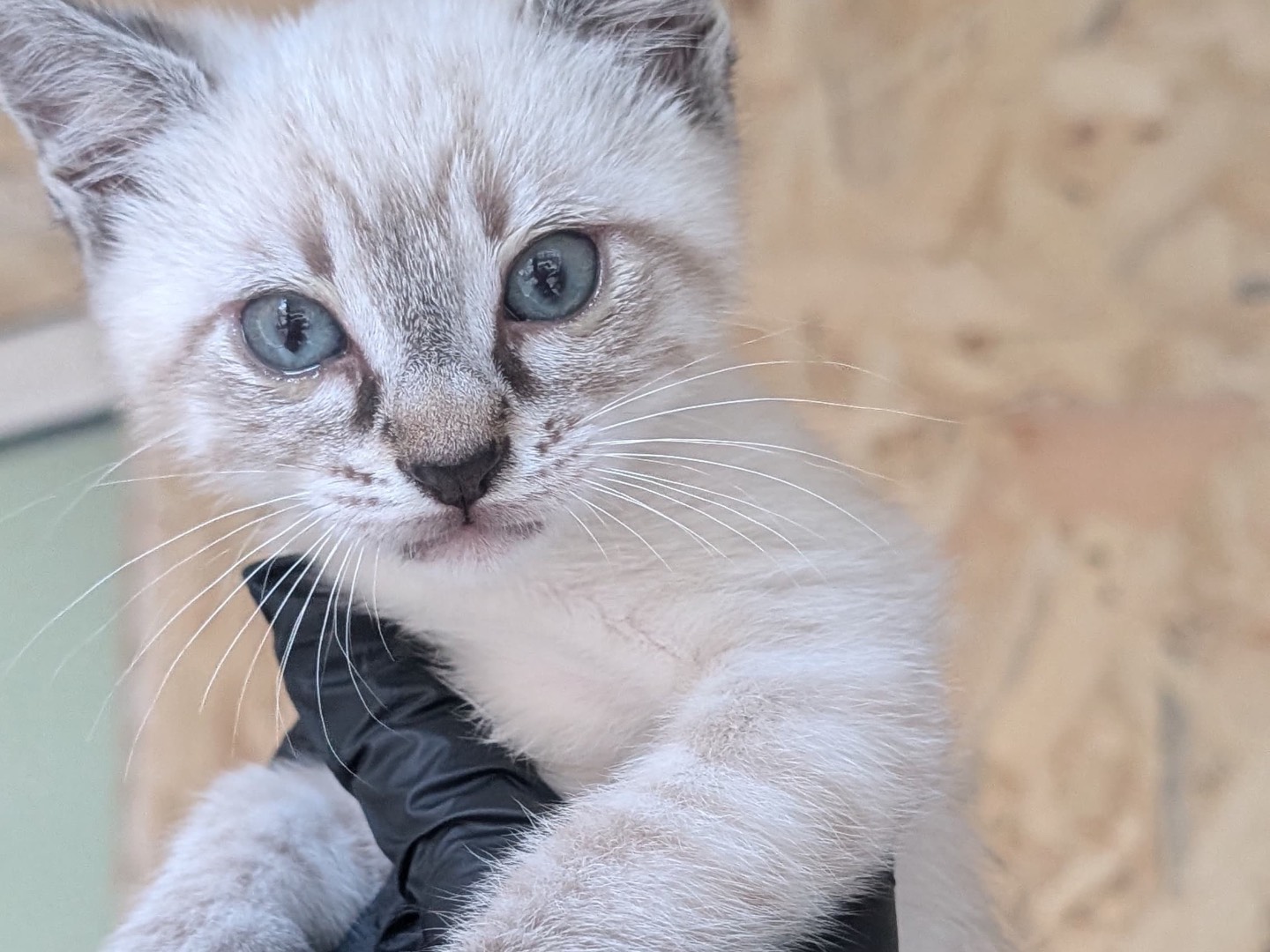Adotta un gatto, maschio, 2 mesi, Bari