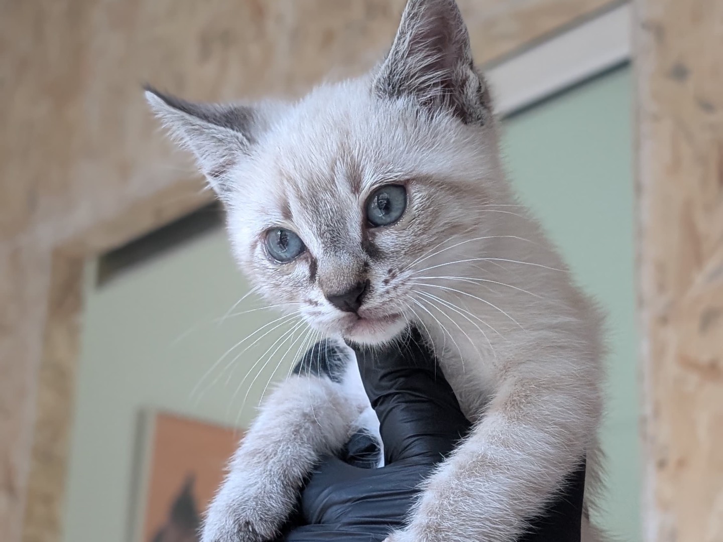 Adotta un gatto, taglia non valida, maschio, Bari