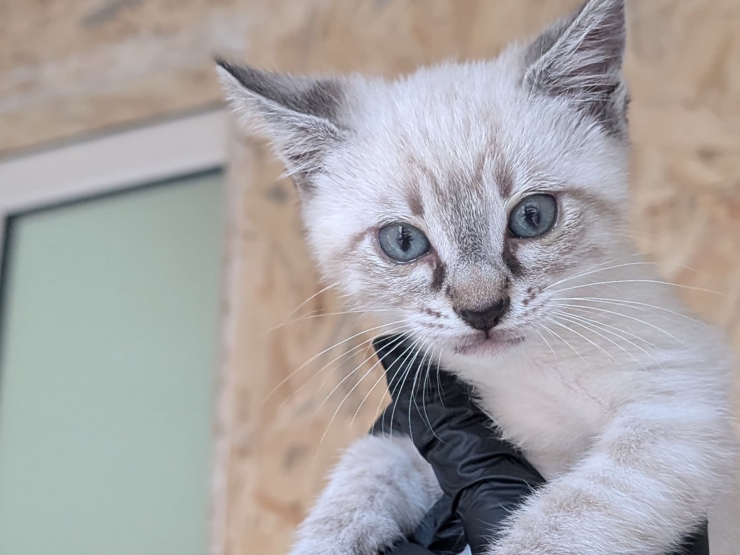 Vuoi adottare un gatto a Bari?