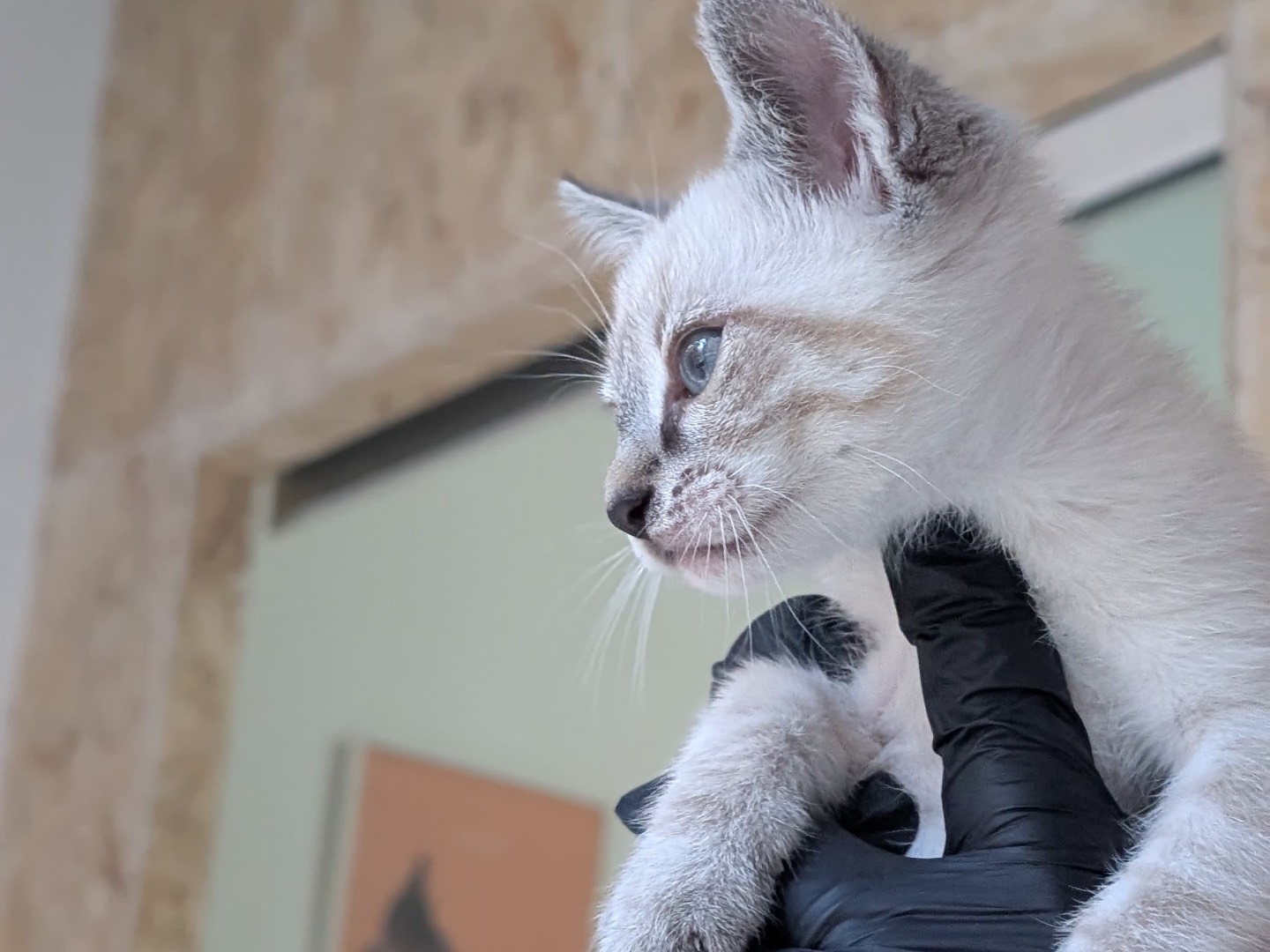 Adotta il gatto Grey a Bari