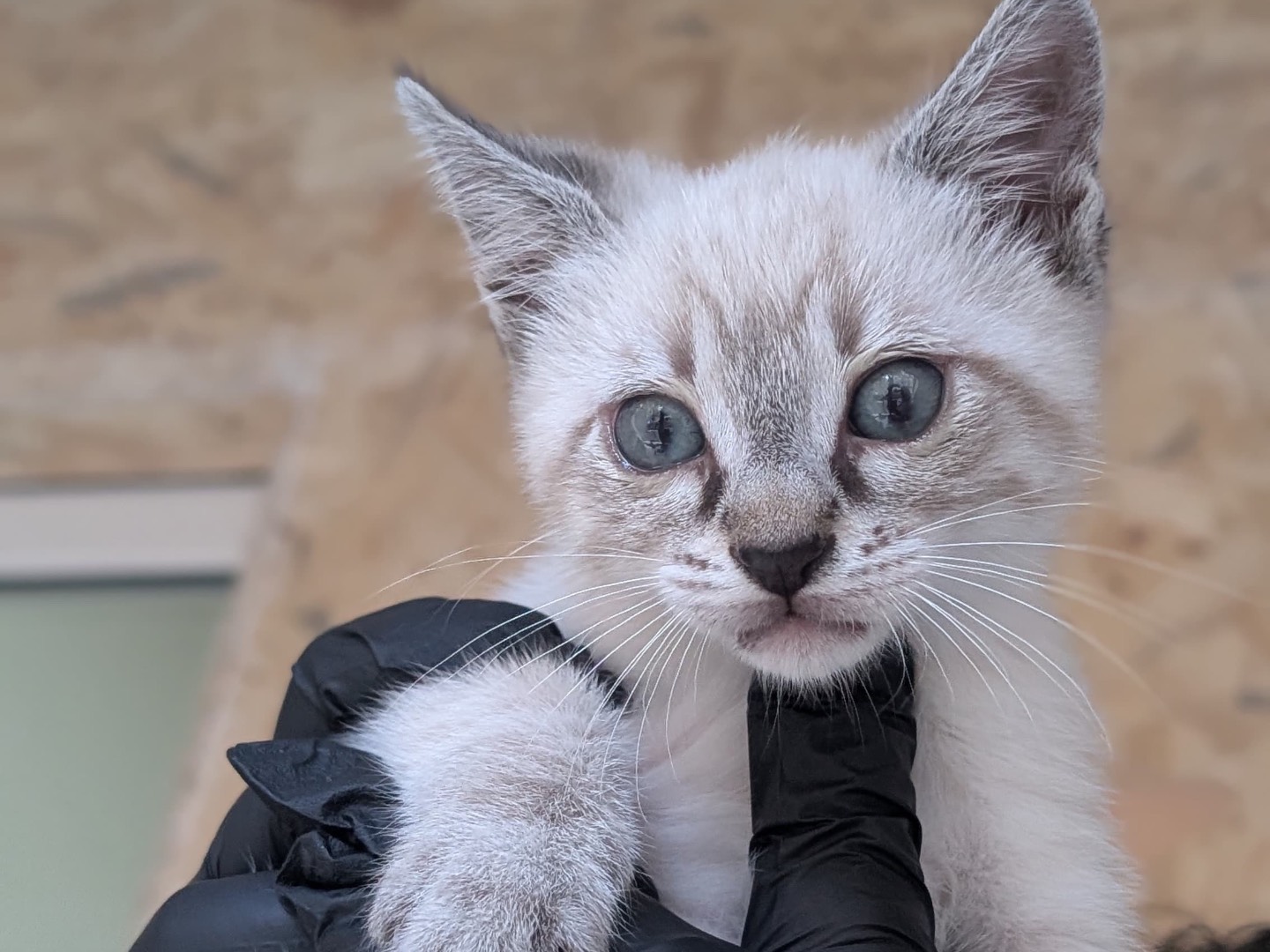 Adozione gatto, maschio, Razza sconosciuta Razza sconosciuta, 2 mesi, taglia non valida, Bari