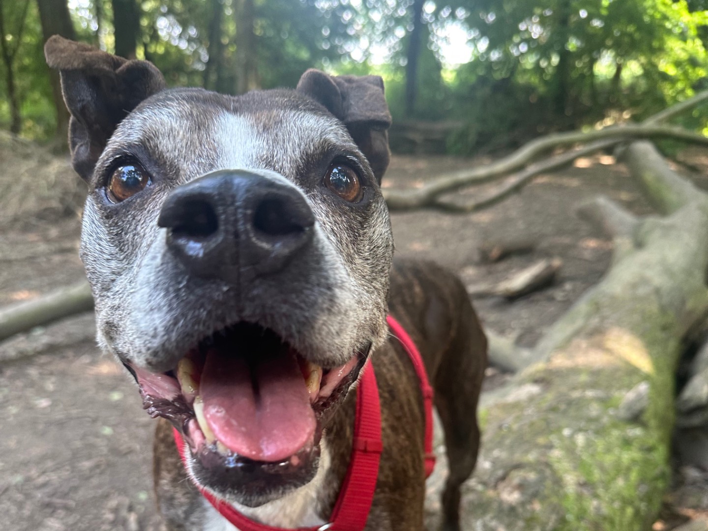 Adotta un cane, maschio, 10 anni, Milano