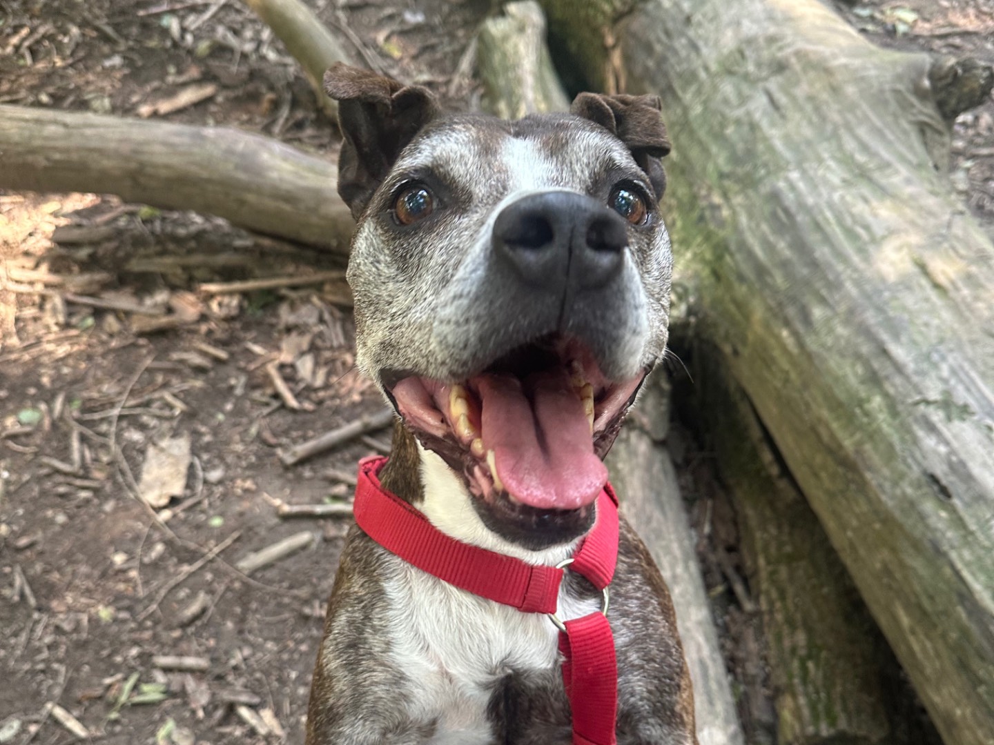 Adotta un cane, taglia media, maschio, Milano
