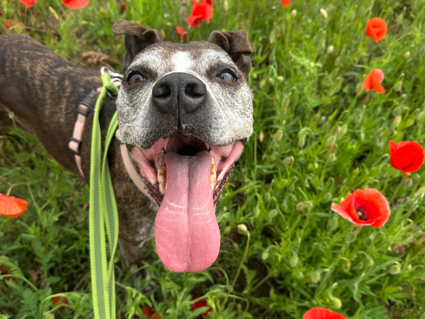 Vuoi adottare un cane a Milano?