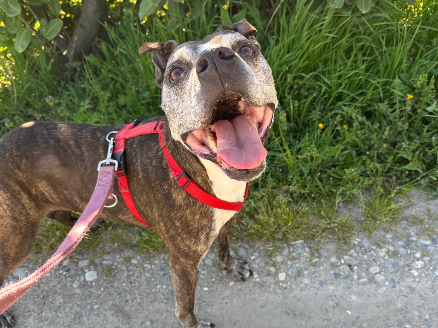 Adotta il cane Leon a Milano