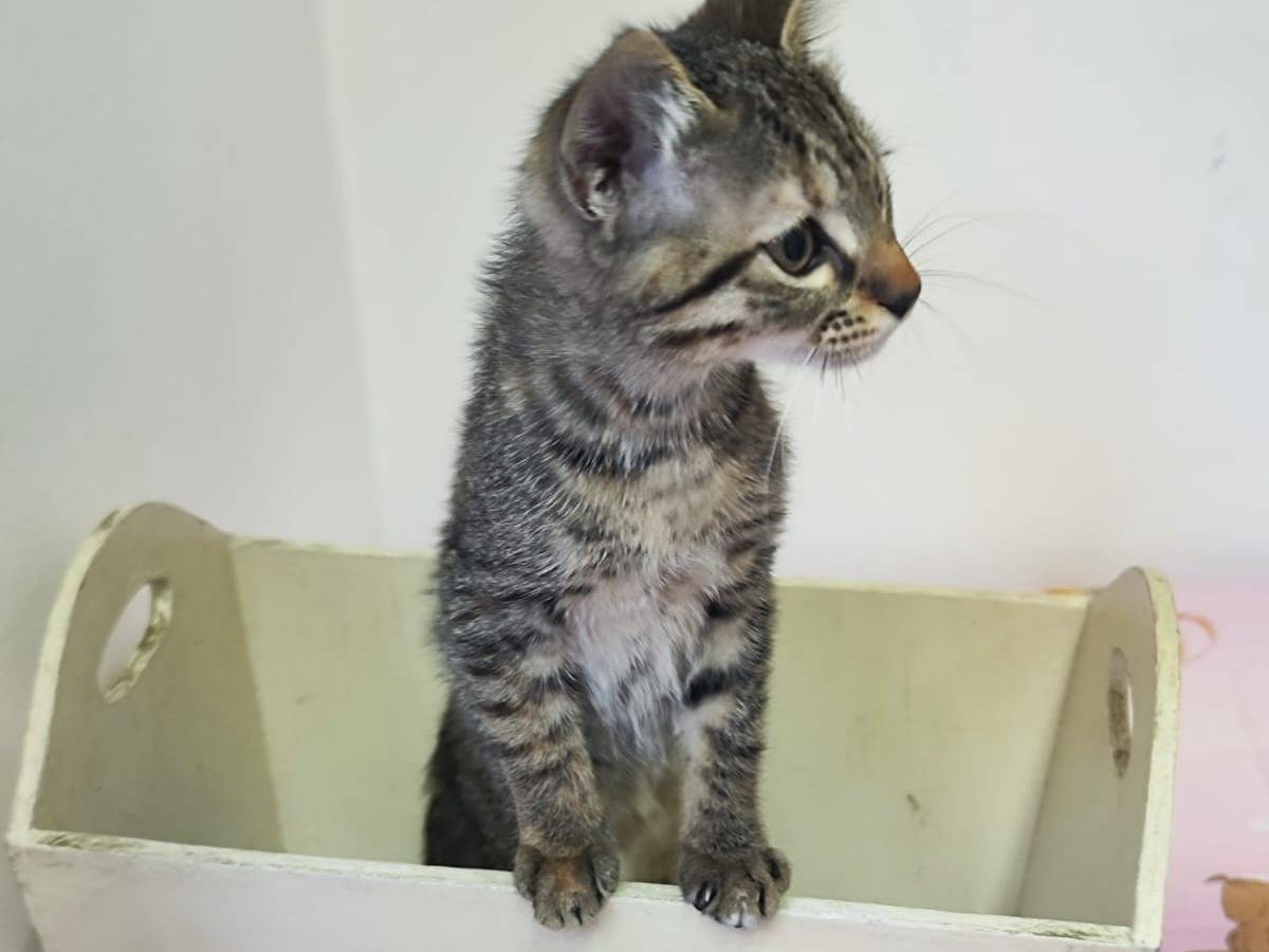 Adotta un gatto, femmina, 3 mesi, Bari