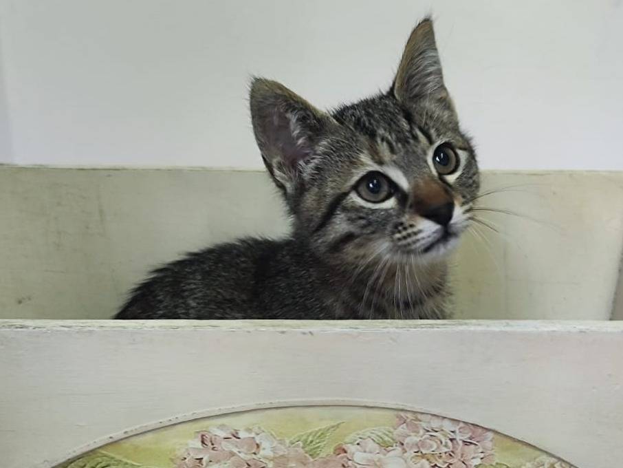 Adozione gatto, femmina, Razza sconosciuta Razza sconosciuta, 3 mesi, taglia non valida, Bari