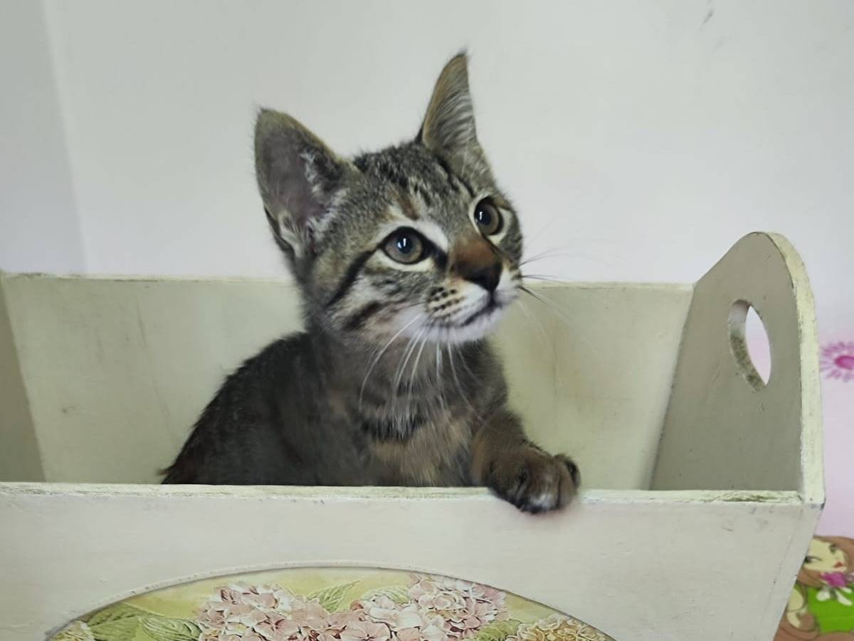 Adotta un gatto, taglia non valida, femmina, Bari