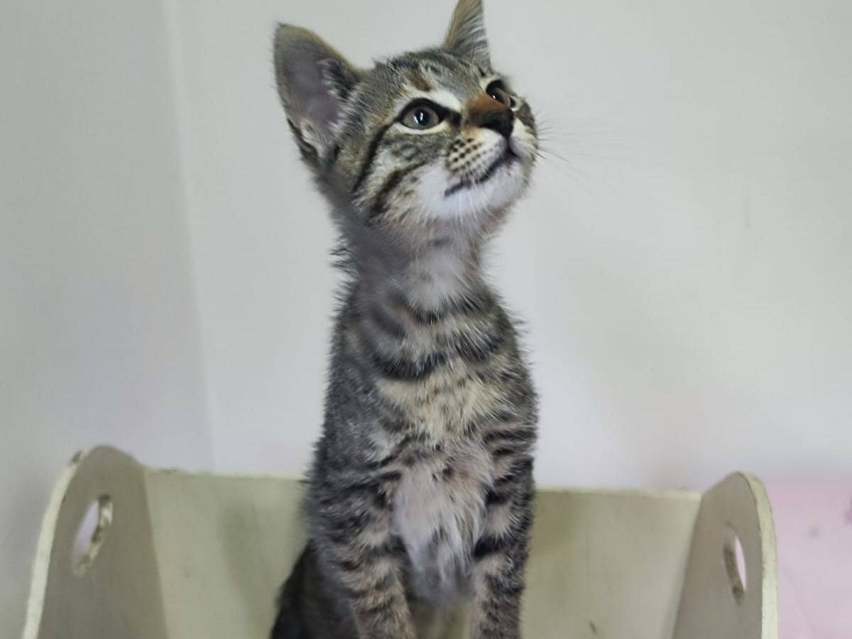 Vuoi adottare un gatto a Bari?