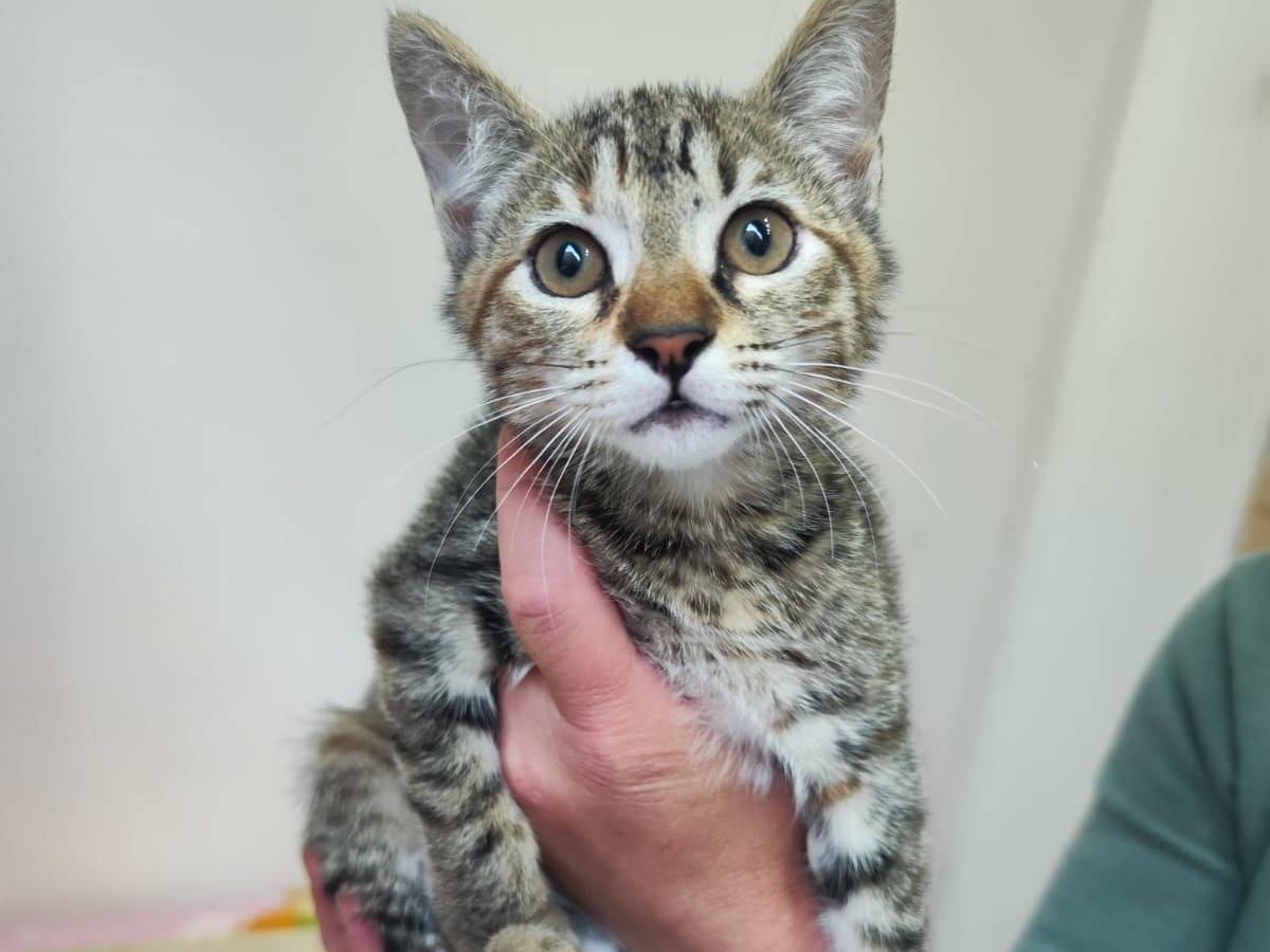 Adotta il gatto Moana a Bari