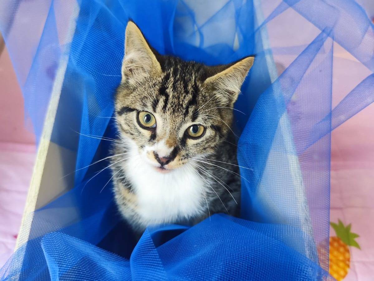 Adozione gatto, maschio, Razza sconosciuta Razza sconosciuta, 3 mesi, taglia non valida, Bari