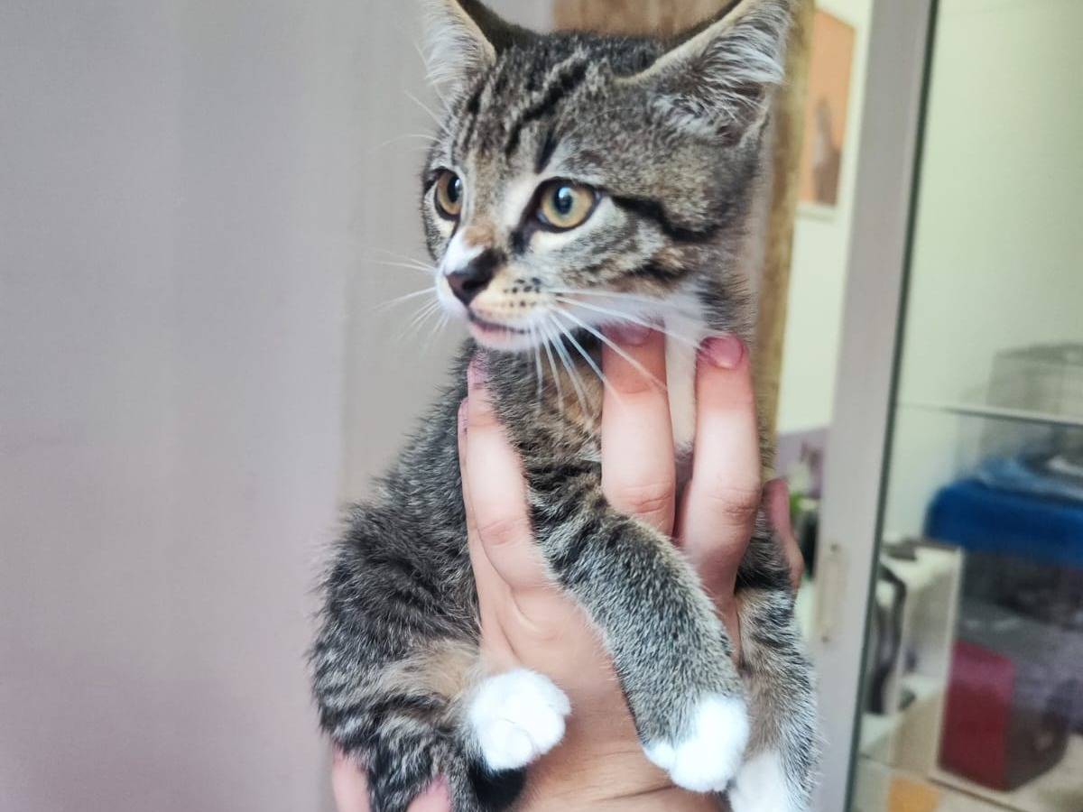 Adotta un gatto, maschio, 3 mesi, Bari