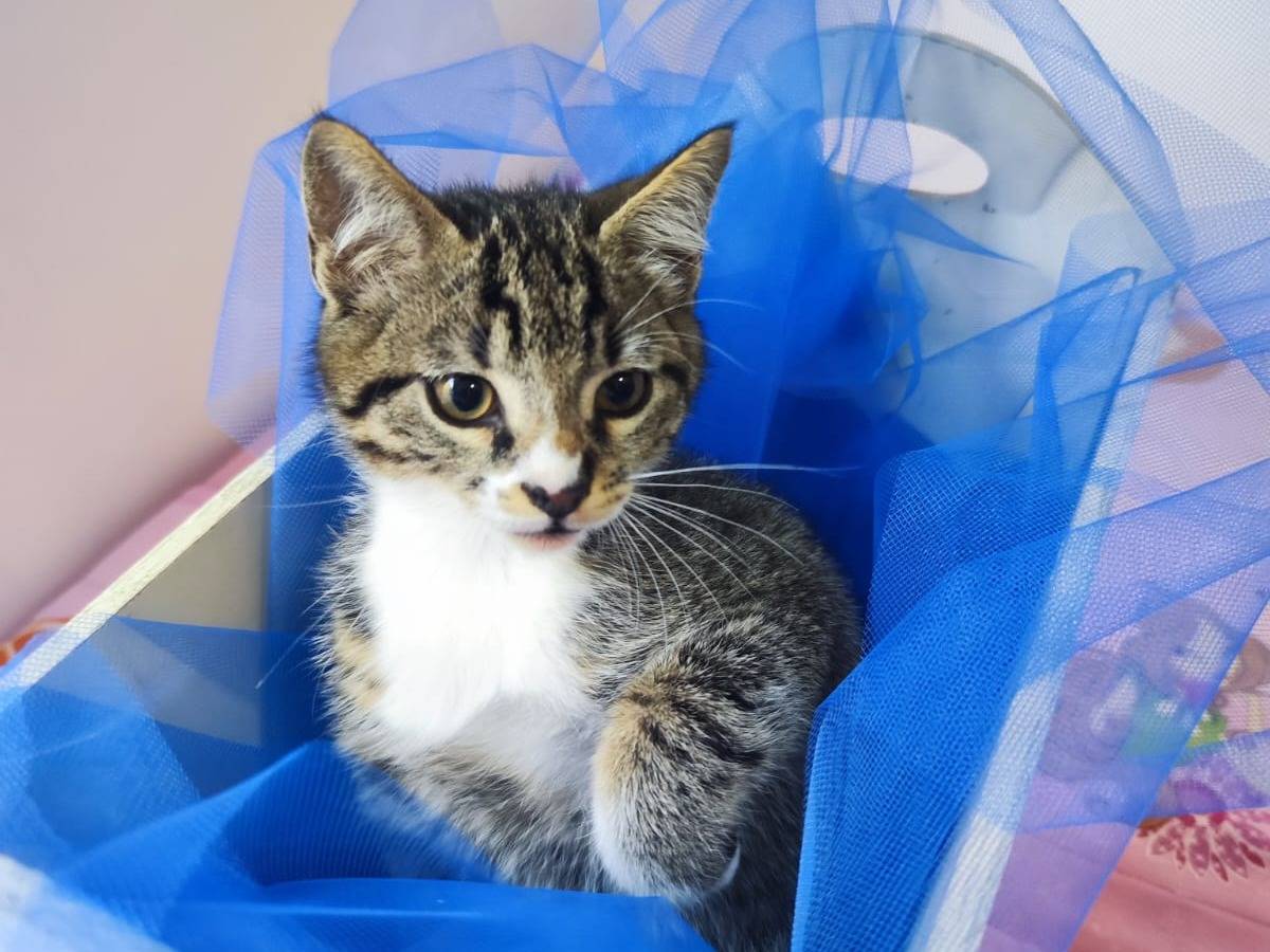 Adotta un gatto, taglia non valida, maschio, Bari