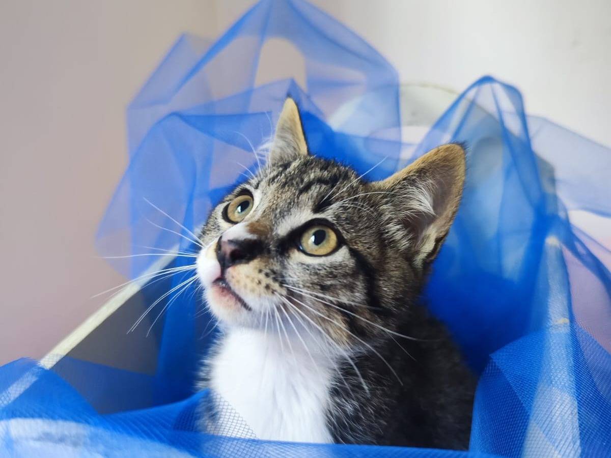 Vuoi adottare un gatto a Bari?