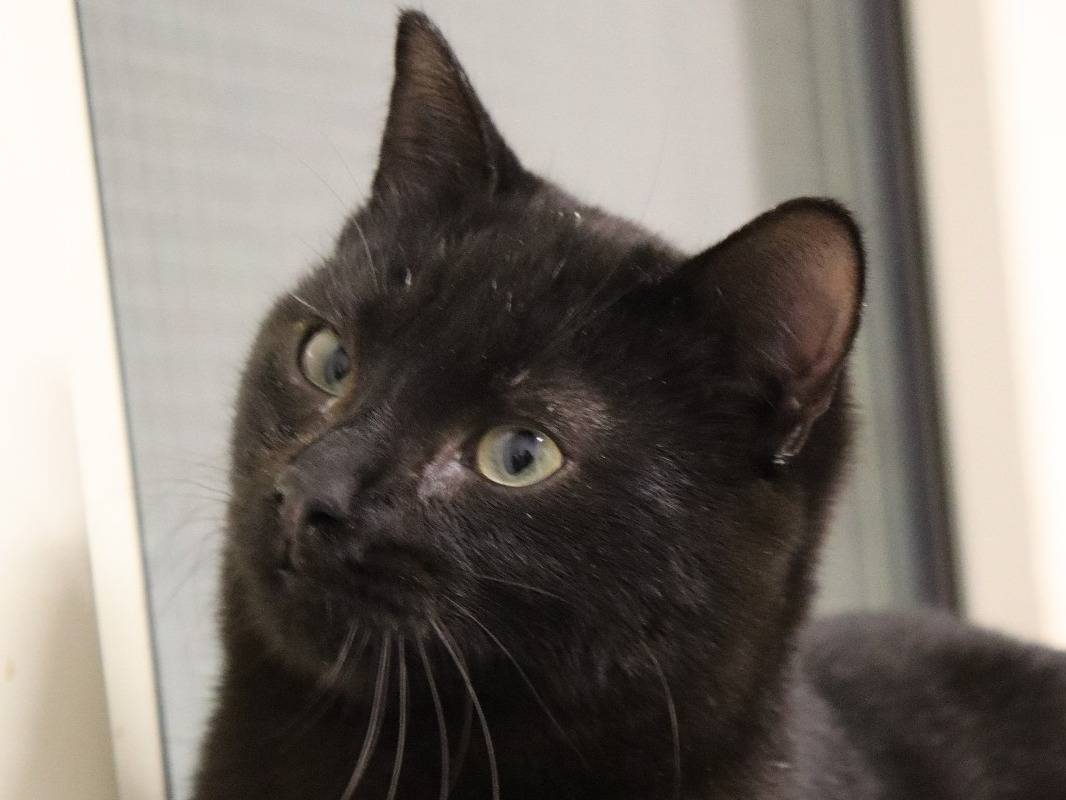 Adotta un gatto, maschio, 1 anno e 10 mesi, Milano