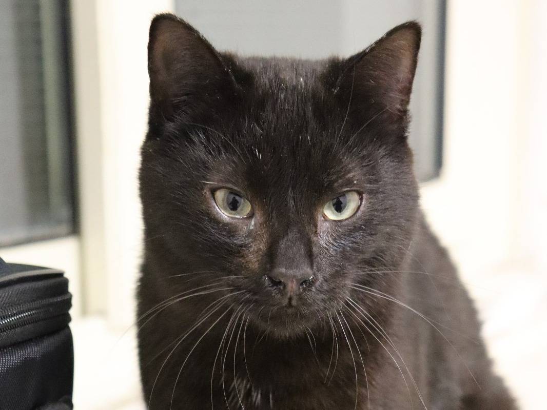 Adotta un gatto, taglia non valida, maschio, Milano