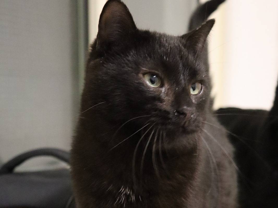 Vuoi adottare un gatto a Milano?