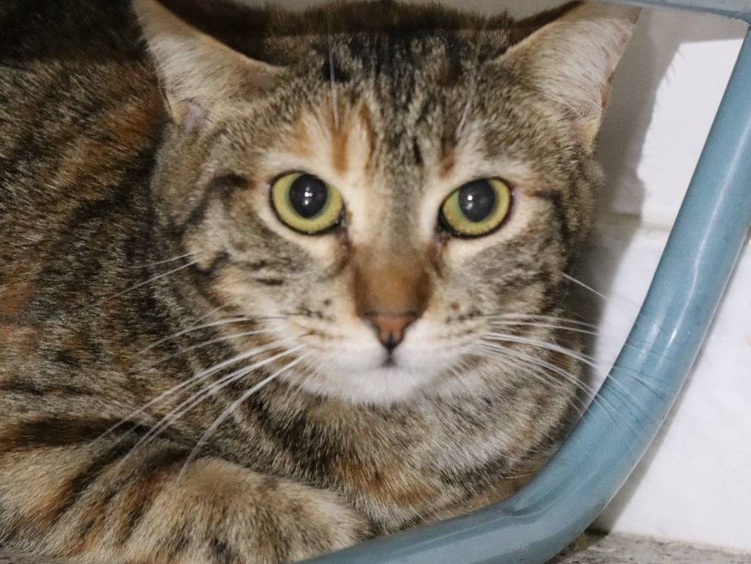 Adotta un gatto, femmina, 1 anno e 8 mesi, Milano