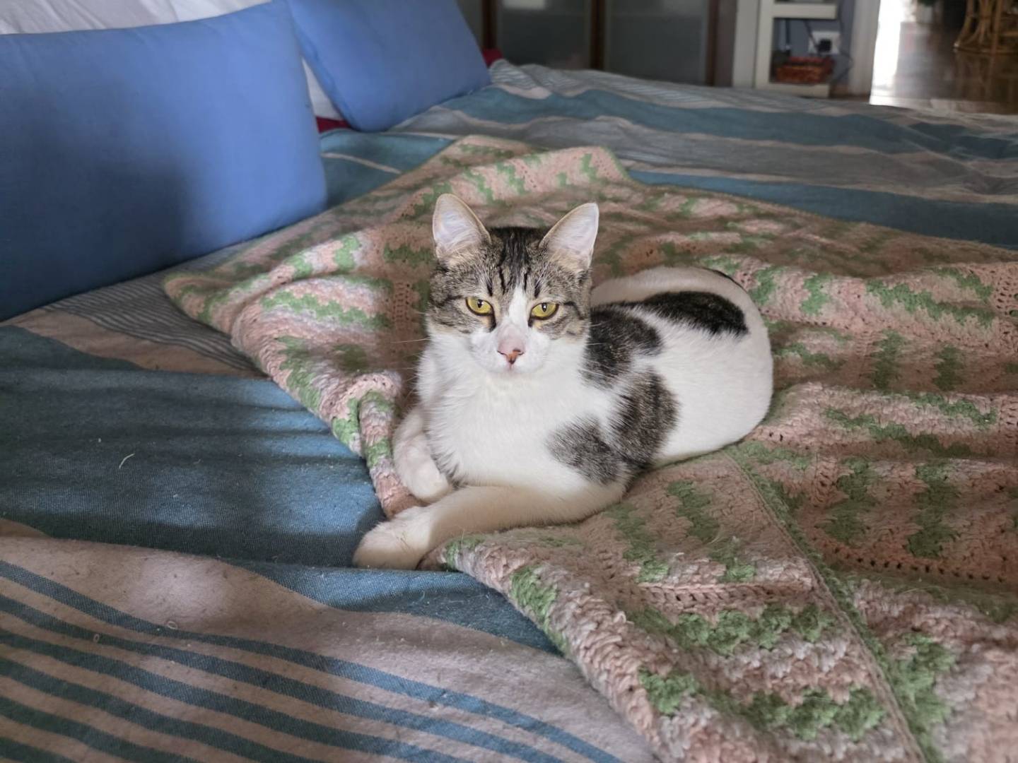 Adozione gatto, femmina, Razza sconosciuta Razza sconosciuta, 9 mesi, taglia non valida, Torino