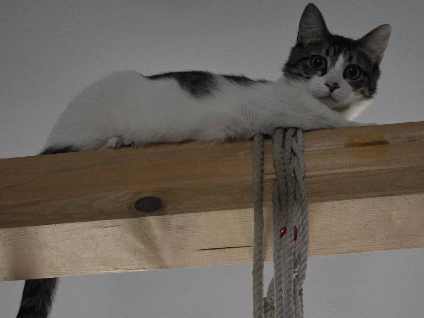 Adotta un gatto, femmina, 9 mesi, Torino