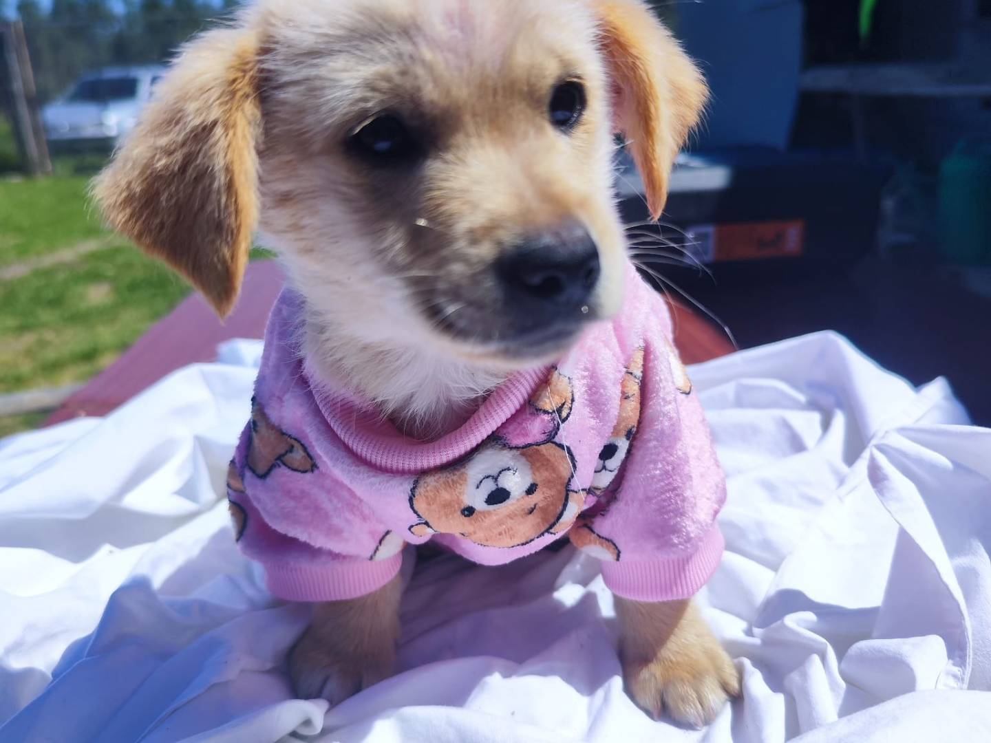 Adotta un cane, taglia piccola, maschio, Bari